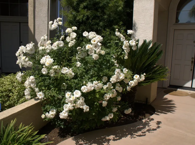 Rosa iceberg