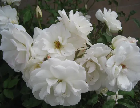 Rosa iceberg