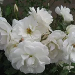 Rosa iceberg