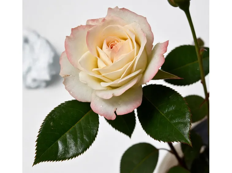 Caratteristiche rosa