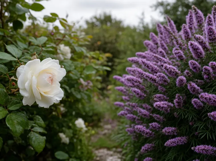 Rose bianche