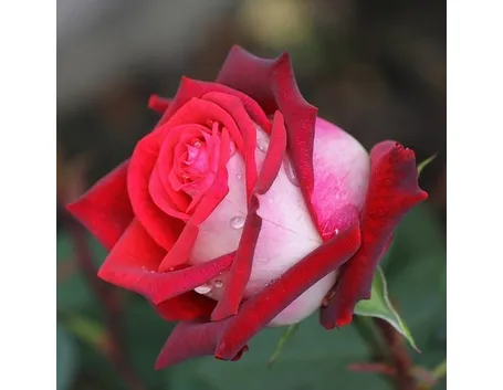 Rosa osiria