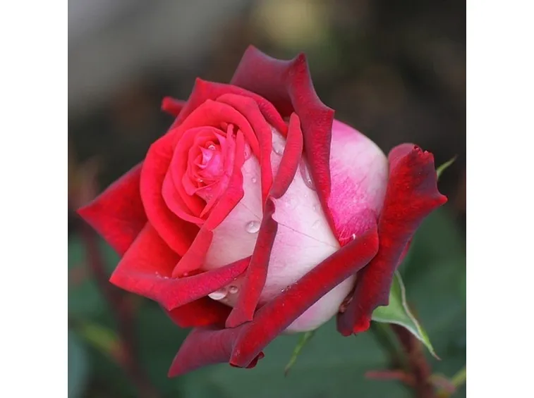 Rosa osiria