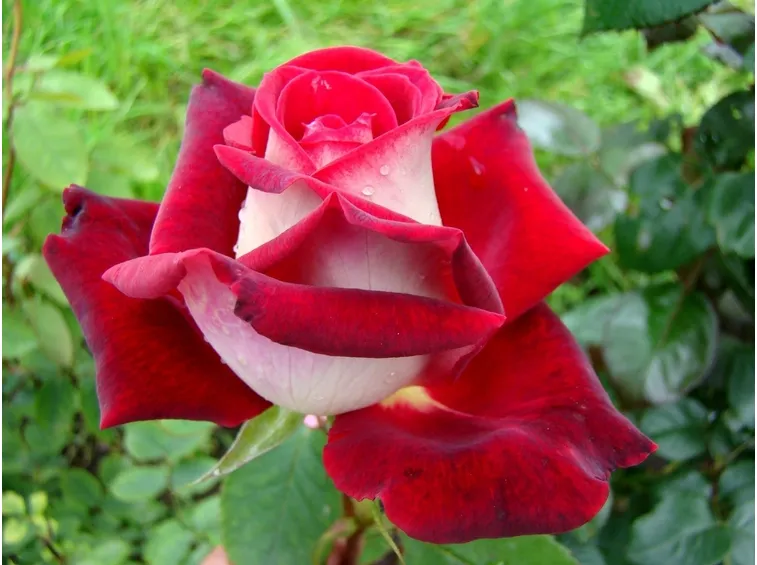 Rose rare