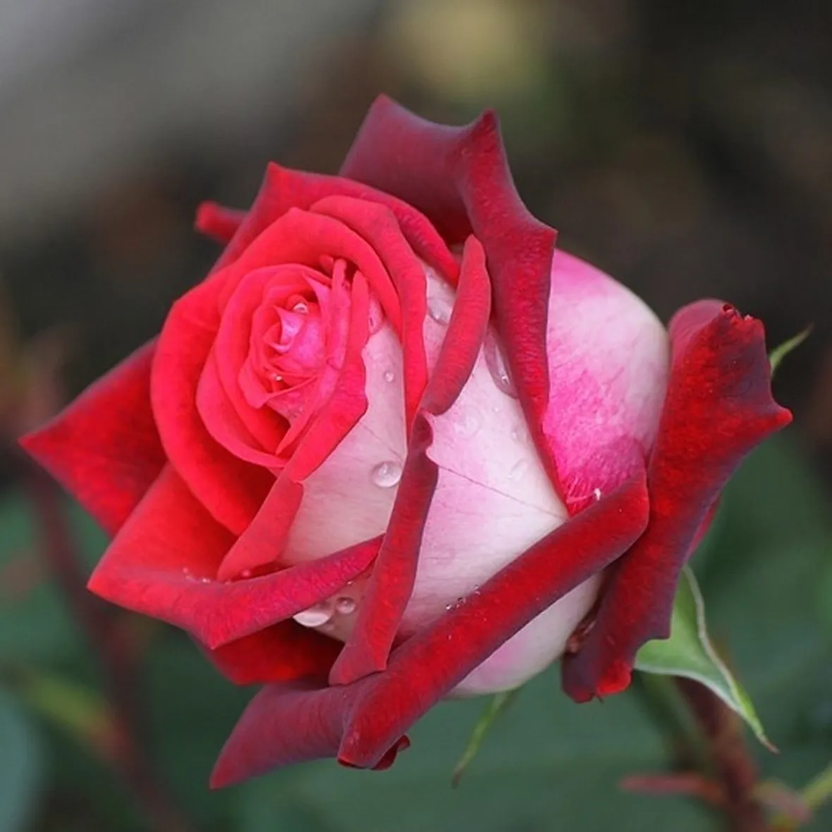 Rosa osiria