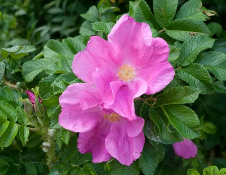 rosa rugosa 