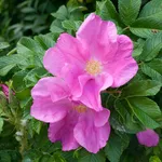 rosa rugosa 