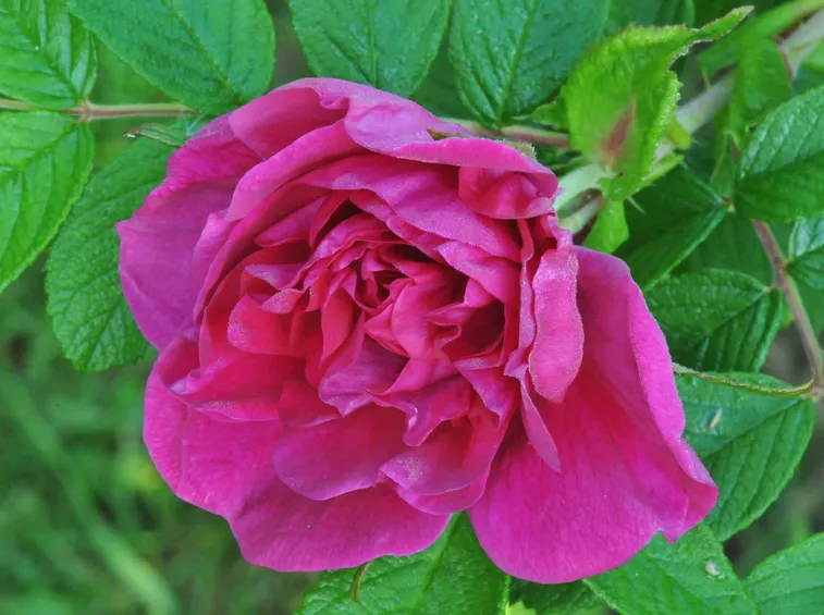 rosa rugosa fiore doppio