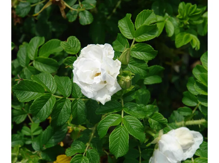 rosa rugosa bianca