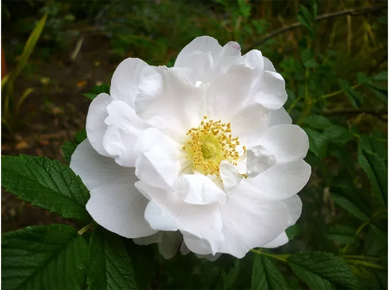 rosa rugosa bianca