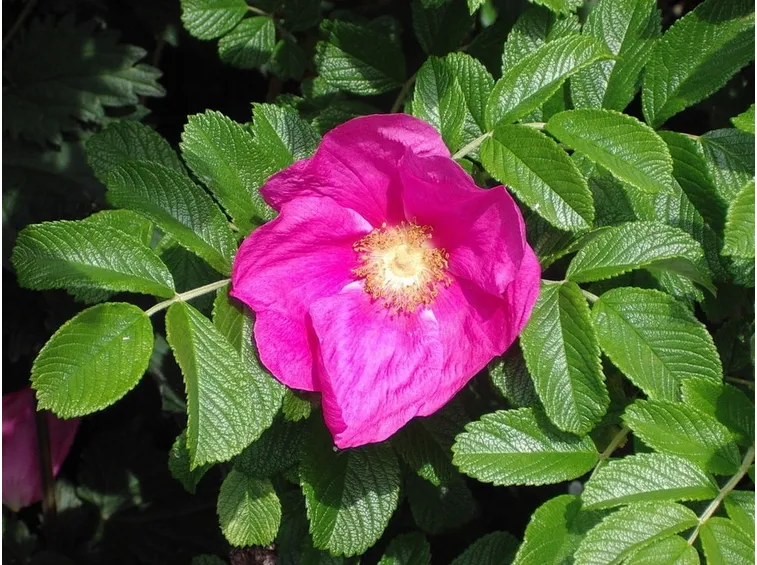 rosa rugosa