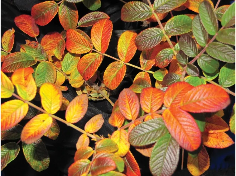 rosa rugosa autunno