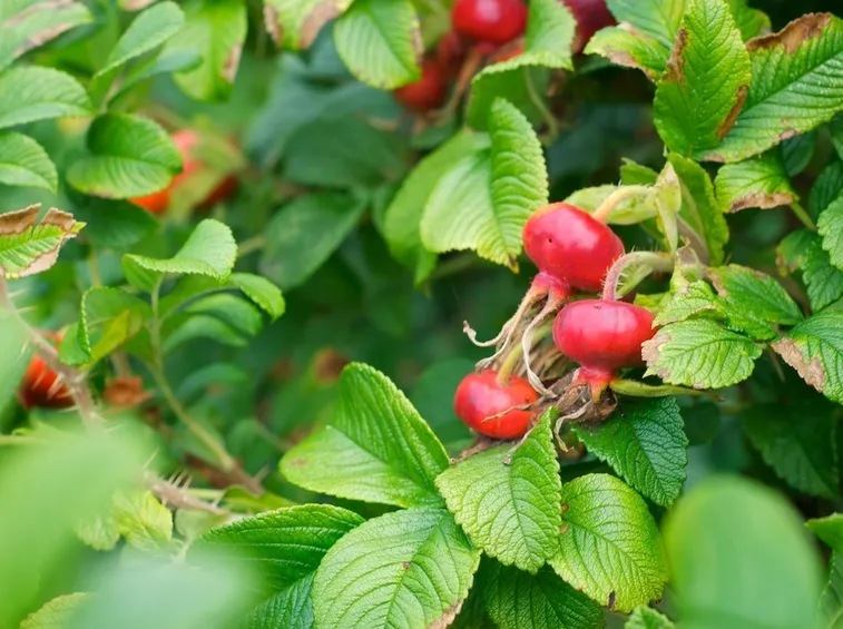 rosa rugosa bacche