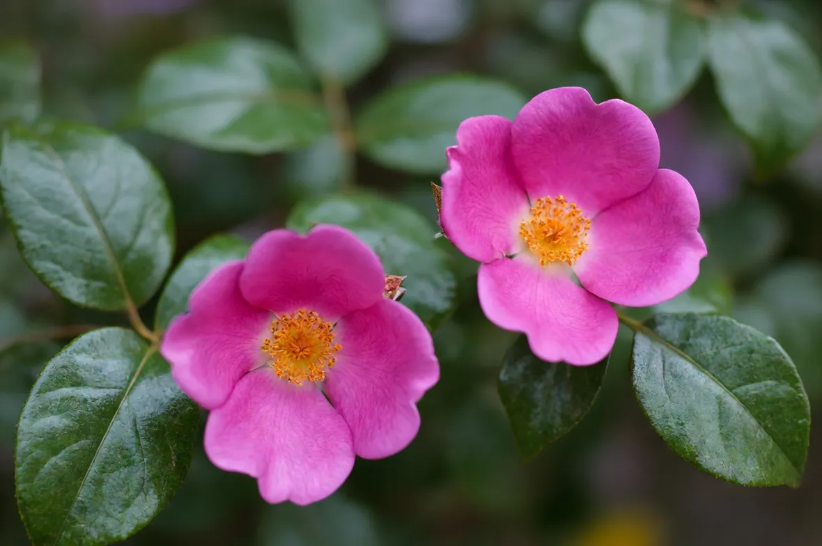 rosa rugosa 