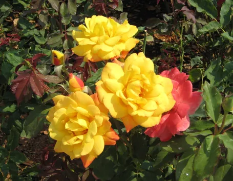 rosa tea gialla
