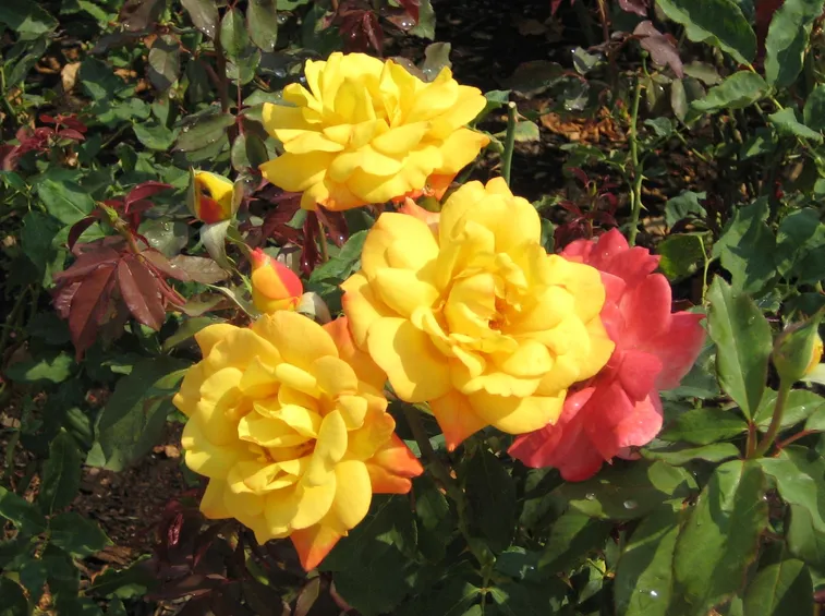 rosa tea gialla