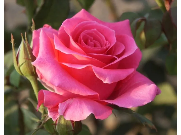 ibrido rosa tea