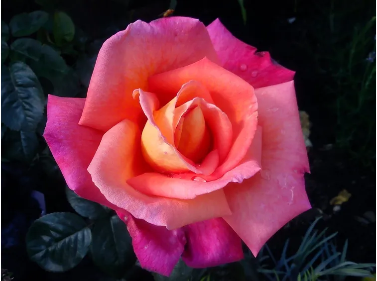 rosa tea