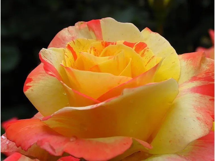 tea roses