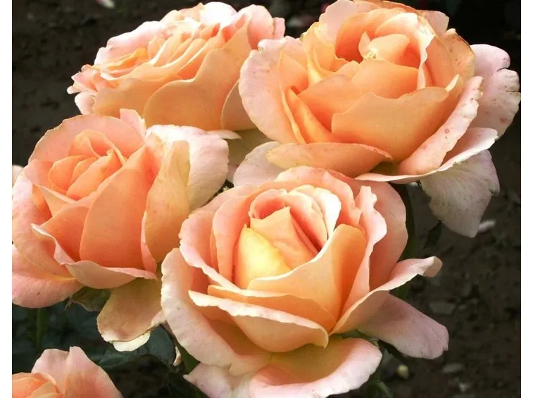 tea roses
