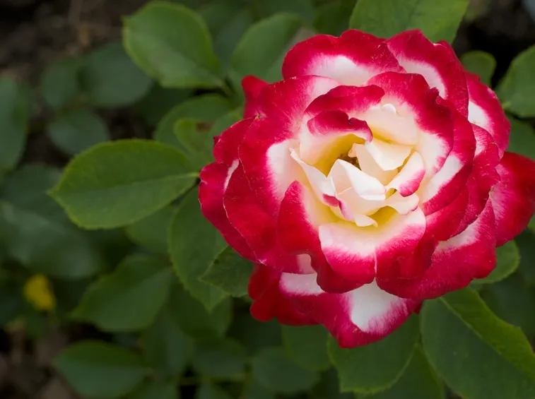 rosa tea