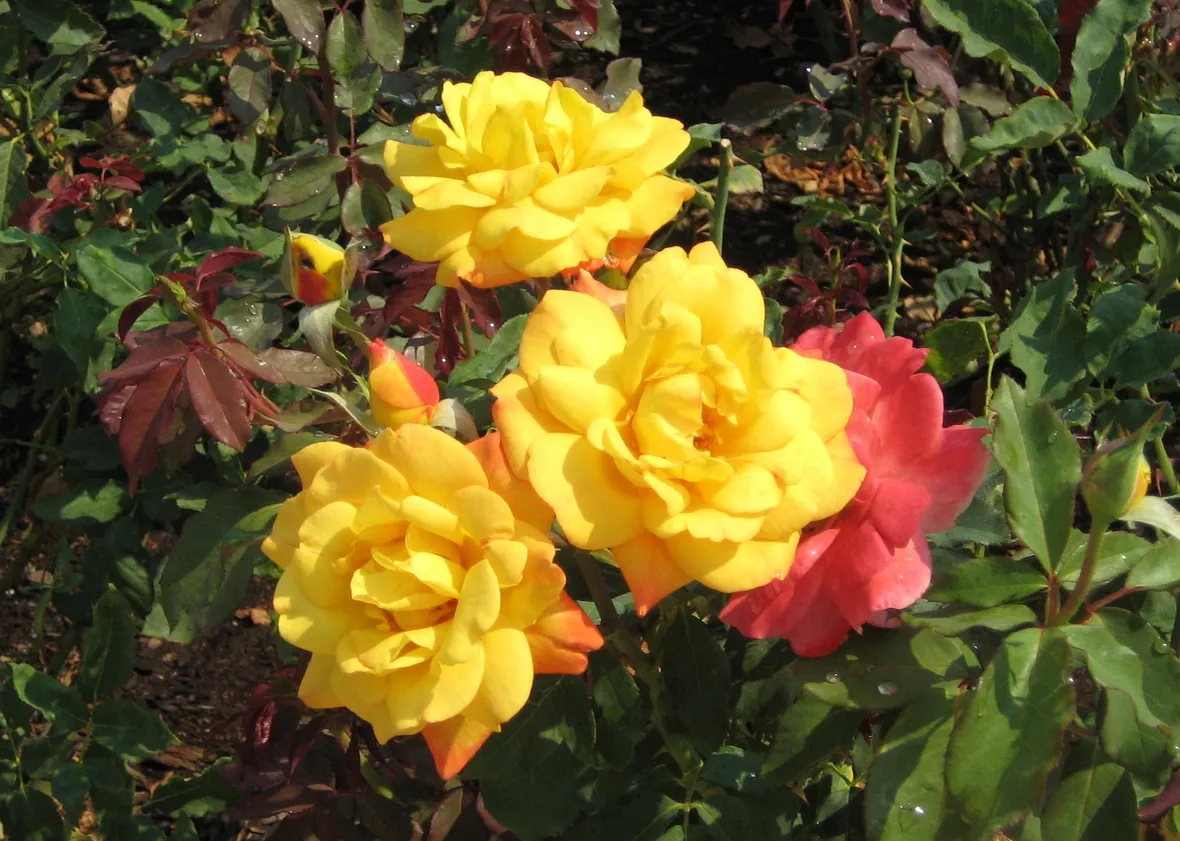 rosa tea gialla