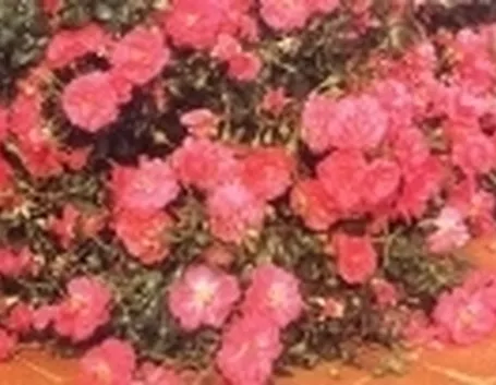 rose a cespuglio