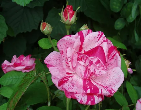 rose antiche