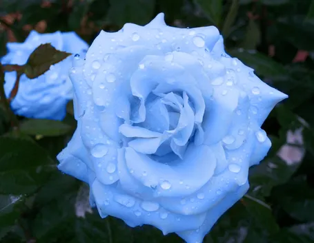 Rosa blue moon
