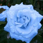 Rosa blue moon
