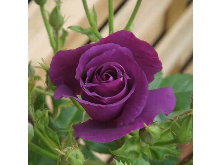Rosa rhapsody