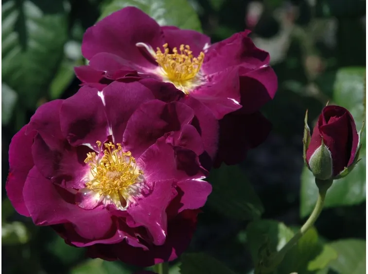 Rosa porpora