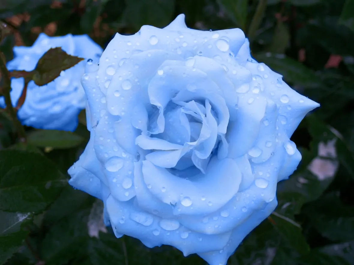 Rosa blue moon