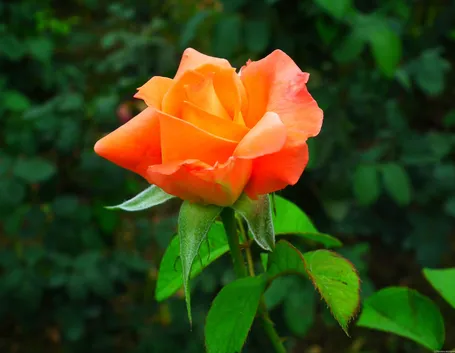 Rosa tea