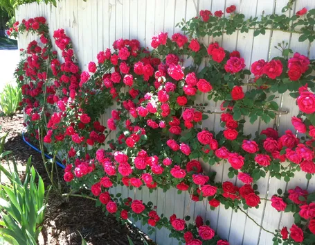 rose rampicanti