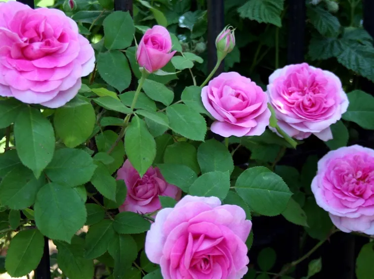 rose rampicanti