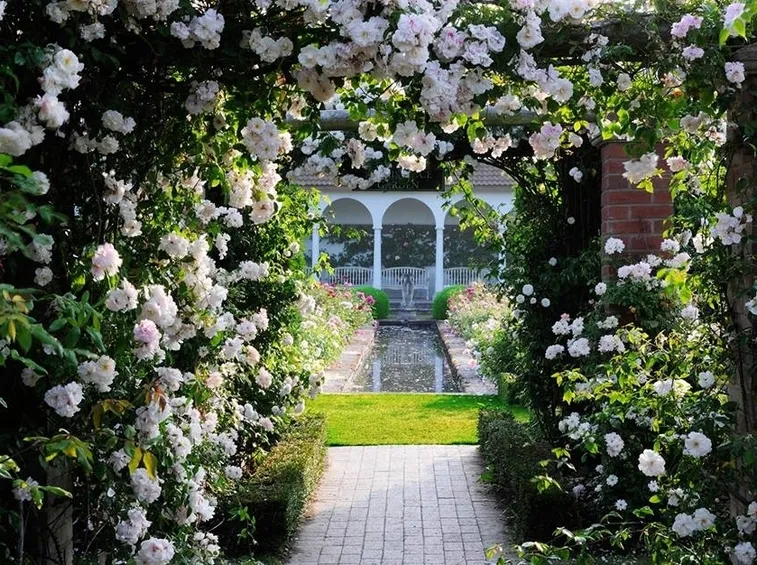 rose rampicanti bianche