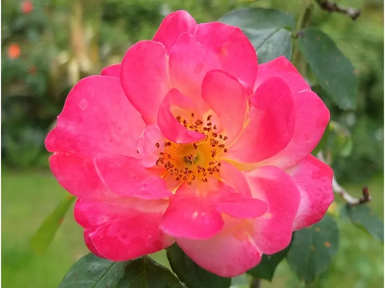 rosa rampicante a fiore semplice