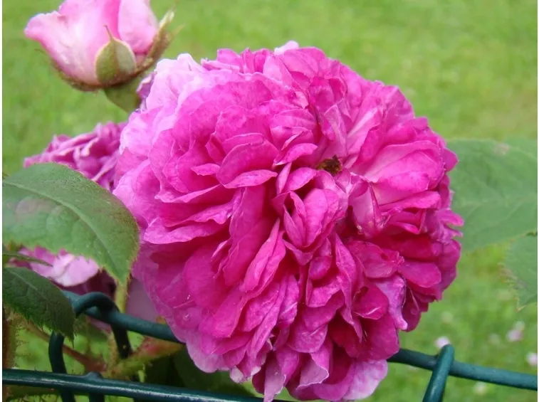 rosa rampicante a fiore doppio