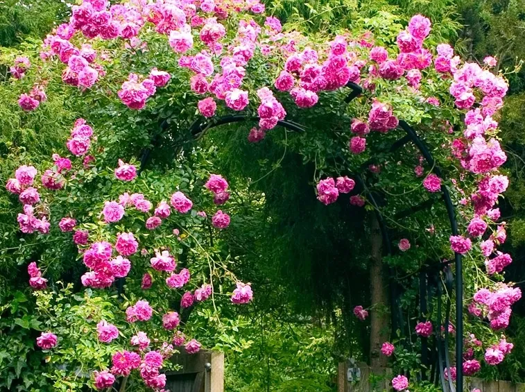 rose rampicanti
