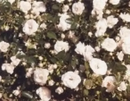 rose tappezzanti