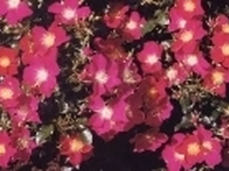 rose tappezzanti