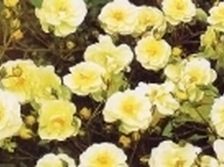 rose tappezzanti