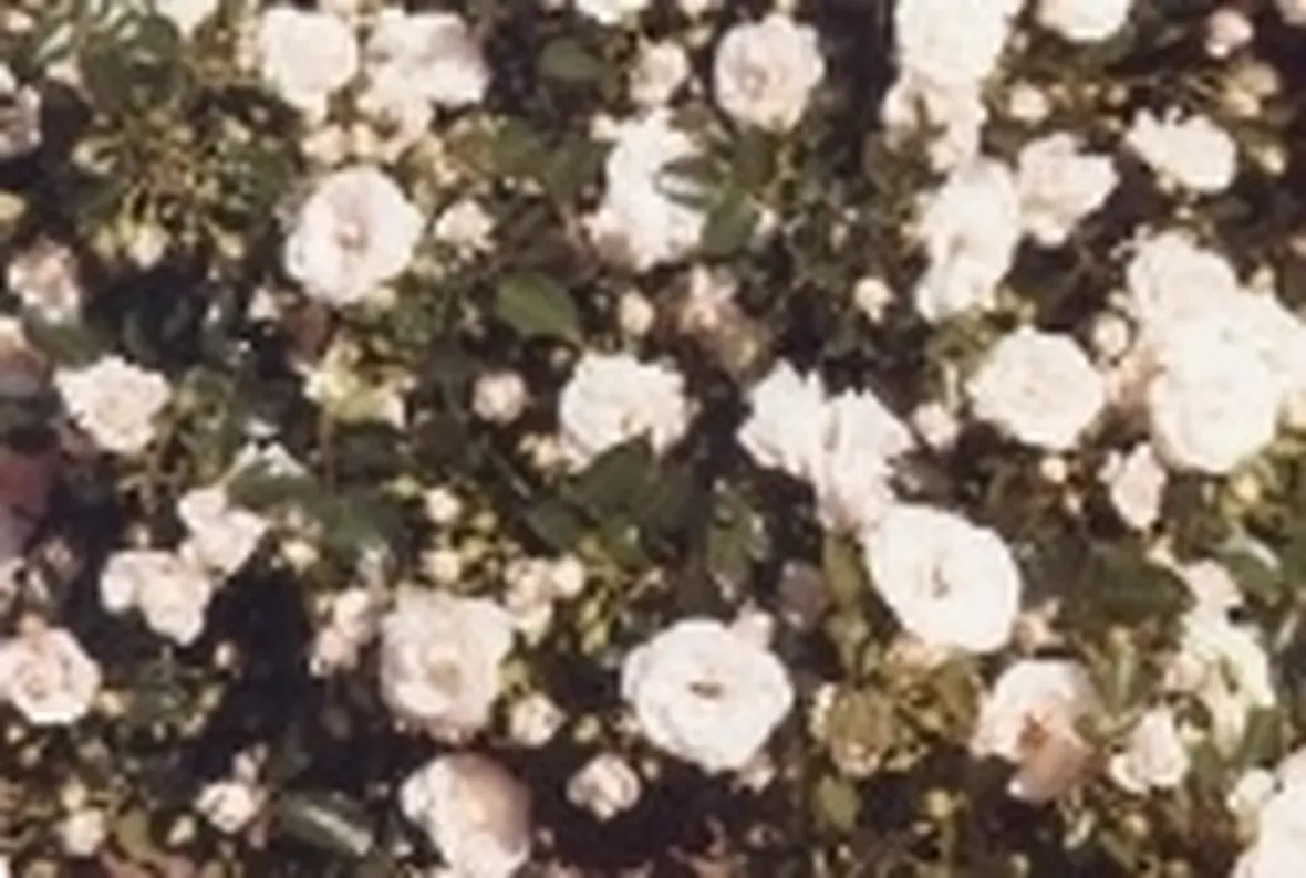 rose tappezzanti
