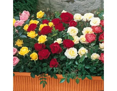 roselline