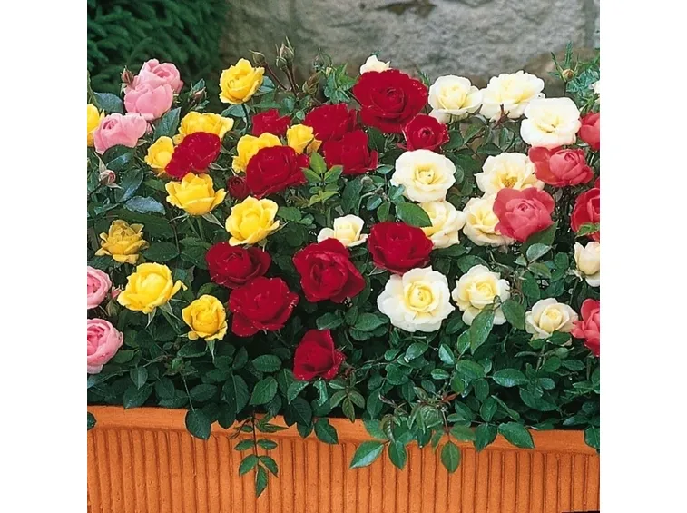roselline