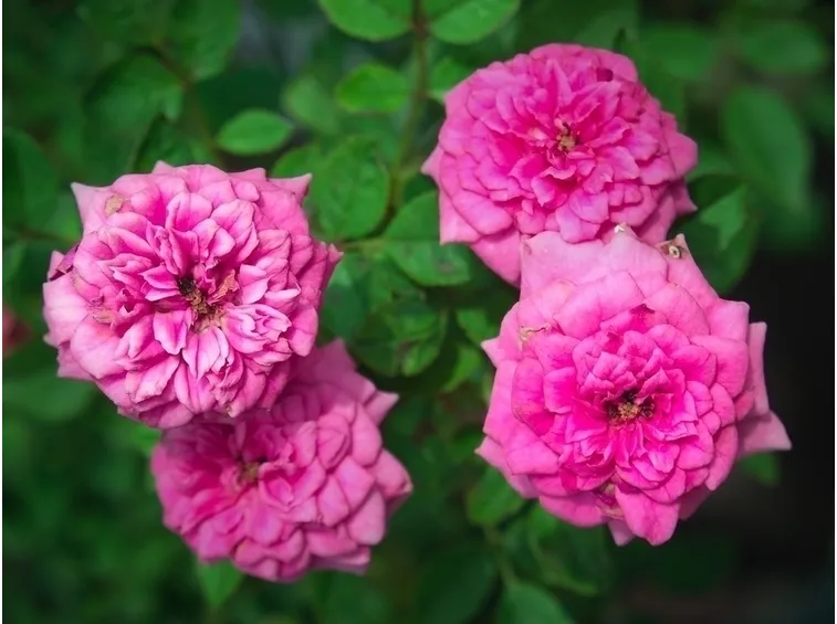 roselline rosa