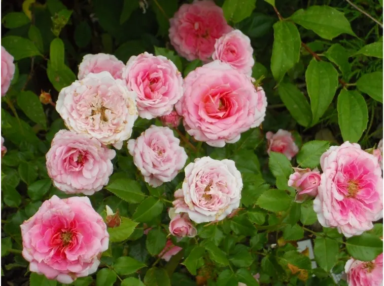 roselline rosa