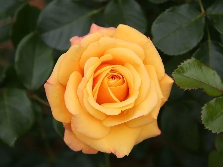 rosellina arancio