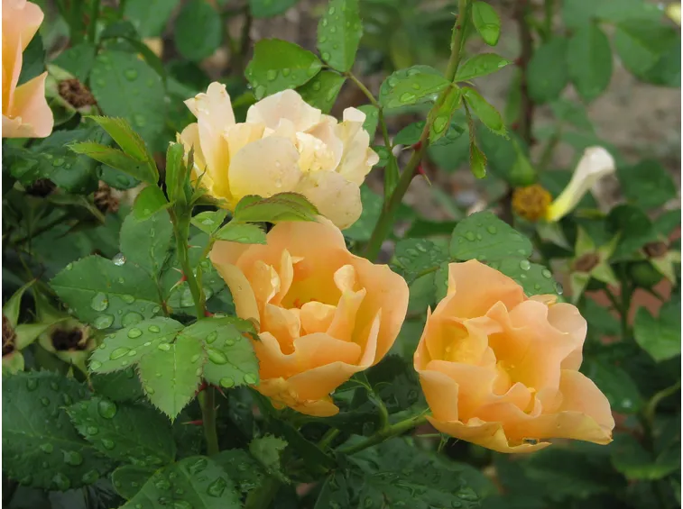 roselline